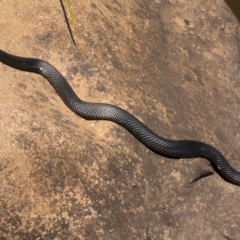 Pseudechis porphyriacus at Coree, ACT - 11 Dec 2019 12:28 PM