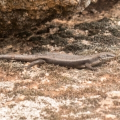 Egernia saxatilis (Black Rock Skink) at Cotter River, ACT - 22 Dec 2019 by Jek