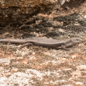 Egernia saxatilis at Cotter River, ACT - 22 Dec 2019