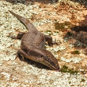 Egernia saxatilis at Cotter River, ACT - 22 Dec 2019