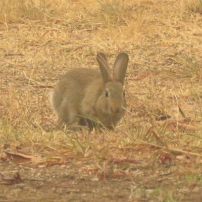 Oryctolagus cuniculus (European Rabbit) at Macarthur, ACT - 4 Jan 2020 by RodDeb
