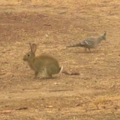 Oryctolagus cuniculus at Macarthur, ACT - 5 Jan 2020