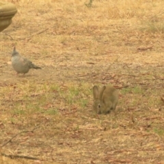 Oryctolagus cuniculus at Macarthur, ACT - 5 Jan 2020