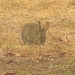 Oryctolagus cuniculus at Macarthur, ACT - 5 Jan 2020 09:35 AM