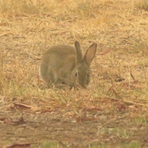 Oryctolagus cuniculus at Macarthur, ACT - 5 Jan 2020