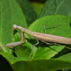 Mantis octospilota at Evatt, ACT - 3 Feb 2019 03:31 PM