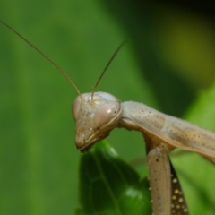 Mantis octospilota at Evatt, ACT - 3 Feb 2019 03:31 PM