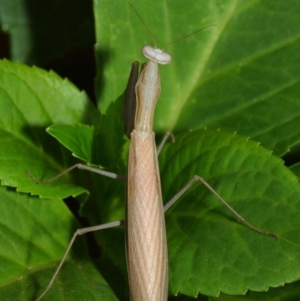 Mantis octospilota at Evatt, ACT - 3 Feb 2019 03:31 PM