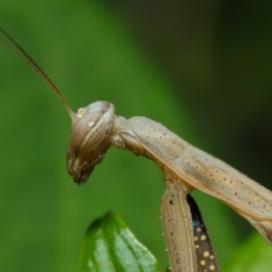 Mantis octospilota at Evatt, ACT - 3 Feb 2019 03:31 PM