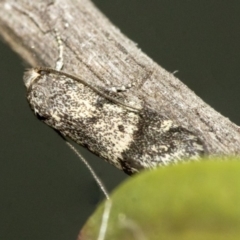 Oecophoridae (family) (Unidentified Oecophorid concealer moth) at Higgins, ACT - 26 Dec 2019 by AlisonMilton