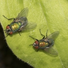 Lucilia cuprina (Australian sheep blowfly) at Higgins, ACT - 26 Dec 2019 by AlisonMilton