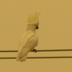 Cacatua galerita (Sulphur-crested Cockatoo) at Macarthur, ACT - 4 Jan 2020 by RodDeb