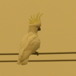 Cacatua galerita at Macarthur, ACT - 5 Jan 2020