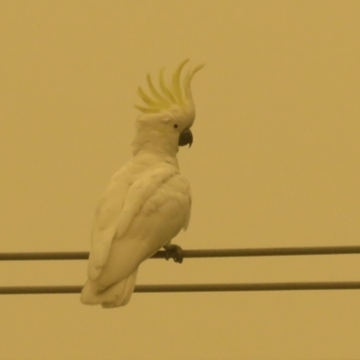 Cacatua galerita (Sulphur-crested Cockatoo) at Macarthur, ACT - 5 Jan 2020 by RodDeb