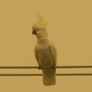 Cacatua galerita at Macarthur, ACT - 5 Jan 2020