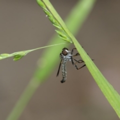 Cerdistus sp. (genus) (Slender Robber Fly) at Higgins, ACT - 29 Dec 2019 by AlisonMilton