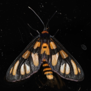 Amata (genus) at Ainslie, ACT - 1 Jan 2020