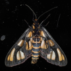 Amata (genus) at Ainslie, ACT - 1 Jan 2020