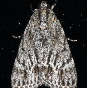 Spectrotrota fimbrialis at Ainslie, ACT - 1 Jan 2020