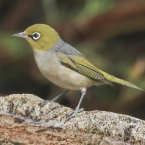 Zosterops lateralis at Higgins, ACT - 22 Dec 2019 09:22 AM