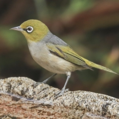 Zosterops lateralis (Silvereye) at Higgins, ACT - 21 Dec 2019 by Alison Milton