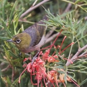 Zosterops lateralis at Higgins, ACT - 22 Dec 2019 09:22 AM