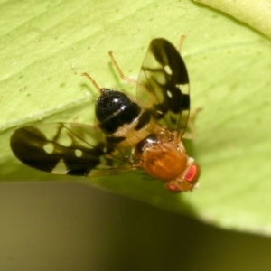 Acanthonevroides jarvisi at Higgins, ACT - 16 Nov 2019 02:41 PM