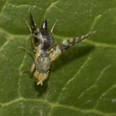 Tephritidae sp. (family) (Unidentified Fruit or Seed fly) at Higgins, ACT - 26 Dec 2019 by AlisonMilton