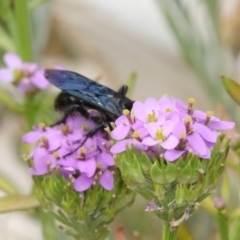 Austroscolia soror (Blue Flower Wasp) at Higgins, ACT - 28 Dec 2019 by AlisonMilton
