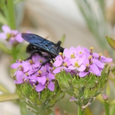Austroscolia soror (Blue Flower Wasp) at Higgins, ACT - 28 Dec 2019 by AlisonMilton