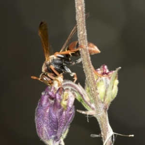 Polistes (Polistella) humilis at Higgins, ACT - 16 Nov 2019 02:07 PM