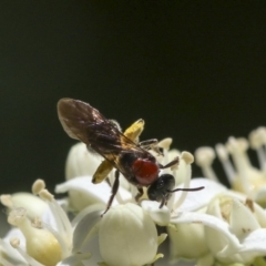 Lasioglossum (Callalictus) callomelittinum (Halictid bee) at Acton, ACT - 18 Nov 2019 by AlisonMilton