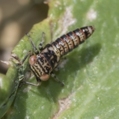 Cicadellidae (family) (Unidentified leafhopper) at Higgins, ACT - 16 Nov 2019 by AlisonMilton