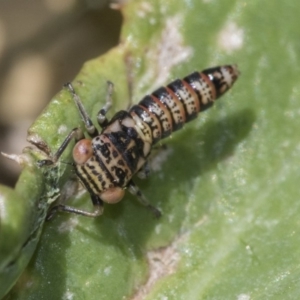 Cicadellidae (family) at Higgins, ACT - 16 Nov 2019 11:07 AM