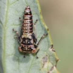 Cicadellidae (family) at Higgins, ACT - 16 Nov 2019 11:07 AM