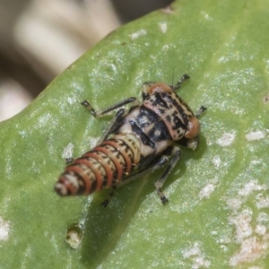 Cicadellidae (family) at Higgins, ACT - 16 Nov 2019 11:07 AM