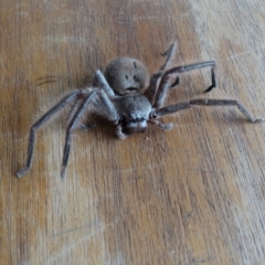 Isopeda sp. (genus) (Huntsman Spider) at Alpine, NSW - 2 Jan 2017 by JanHartog