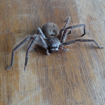 Isopeda sp. (genus) (Huntsman Spider) at Alpine, NSW - 2 Jan 2017 by JanHartog