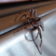 Dolophones conifera (Wrap-around spider) at Yass River, NSW - 1 Jan 2020 by SenexRugosus