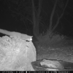 Petaurus notatus (Krefft’s Glider, formerly Sugar Glider) at Yass River, NSW - 3 Jan 2020 by SenexRugosus