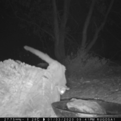 Petaurus notatus at Yass River, NSW - 3 Jan 2020