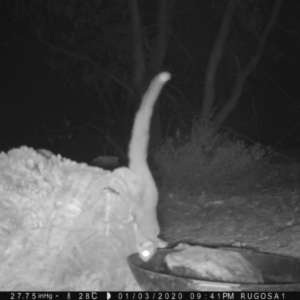 Petaurus notatus at Yass River, NSW - 3 Jan 2020