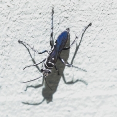 Turneromyia sp. (genus) (Zebra spider wasp) at Jerrabomberra Wetlands - 10 Nov 2019 by AlisonMilton