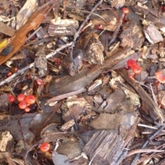 Cruentomycena viscidocruenta at Aranda, ACT - 29 Feb 2012 10:10 AM