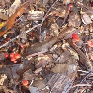 Cruentomycena viscidocruenta at Aranda, ACT - 29 Feb 2012 10:10 AM