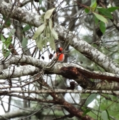 Petroica goodenovii (Red-capped Robin) at Wingecarribee Local Government Area - 4 Nov 2017 by JanHartog