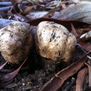 Pisolithus sp. at Aranda, ACT - 23 Mar 2014