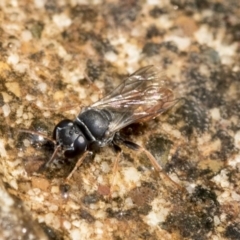 Crabroninae (subfamily) (Unidentified solitary wasp) at Higgins, ACT - 27 Dec 2019 by AlisonMilton