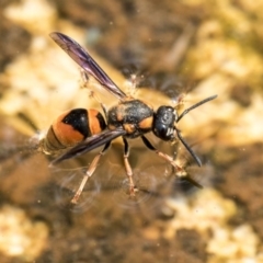 Paralastor sp. (genus) (Potter Wasp) at Higgins, ACT - 27 Dec 2019 by AlisonMilton