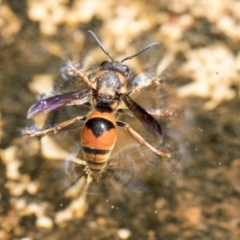 Paralastor sp. (genus) at Higgins, ACT - 28 Dec 2019 09:45 AM